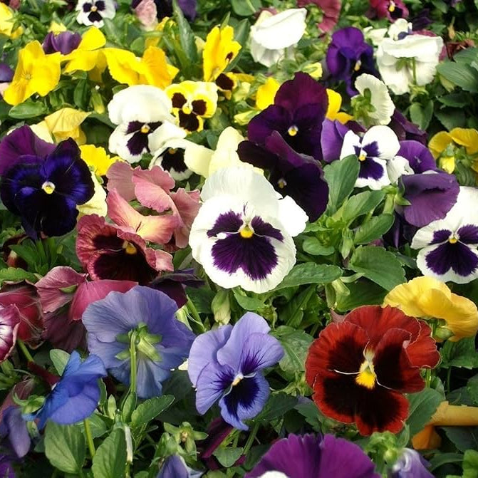 Wild Pansy Mix Viola Tricolor Seeds