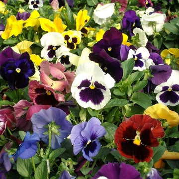 Wild Pansy Mix Viola Tricolor Seeds