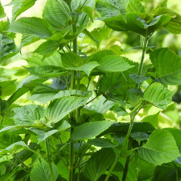 Wild Perilla Seeds