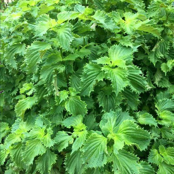 Wild Perilla Seeds