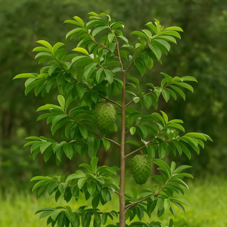 Wild Soursop Seeds - Fruit Plant