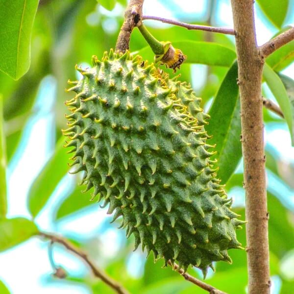 Wild Soursop Seeds - Fruit Plant
