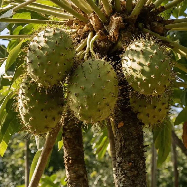 Wild Soursop Seeds - Fruit Plant