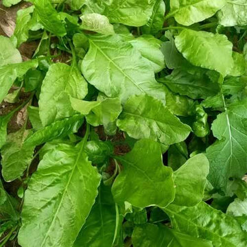 Wild Spinach Seeds - Vegetable Plant