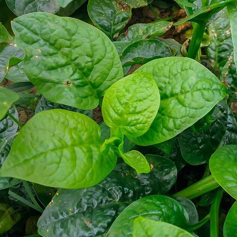Wild Spinach Seeds - Vegetable Plant
