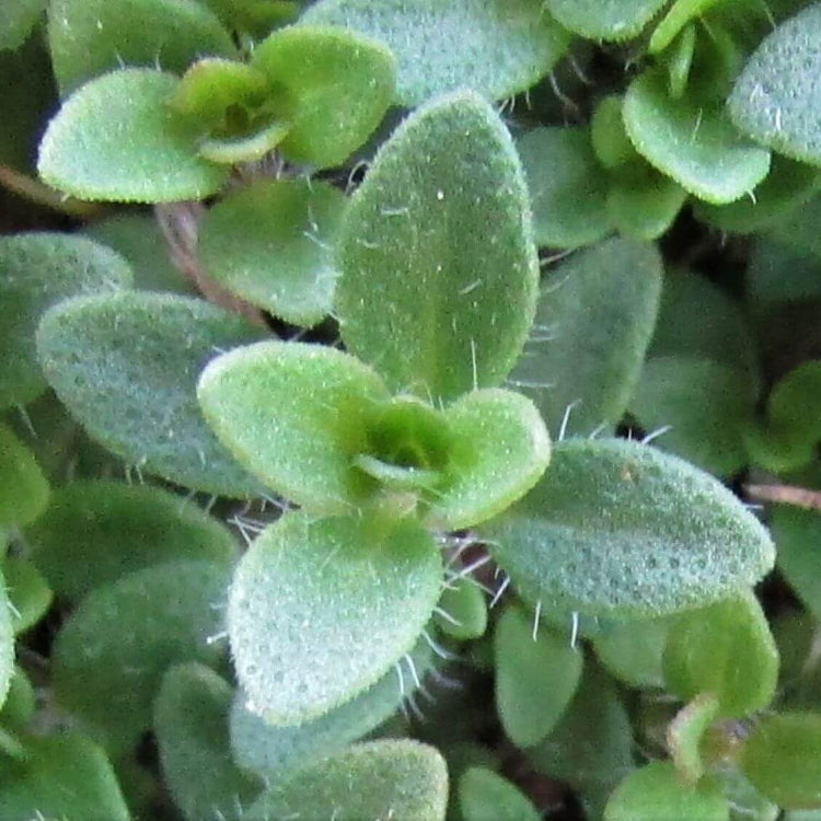 Wild Thyme Seeds - Flower Plant