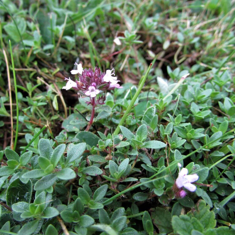 Wild Thyme Seeds - Flower Plant