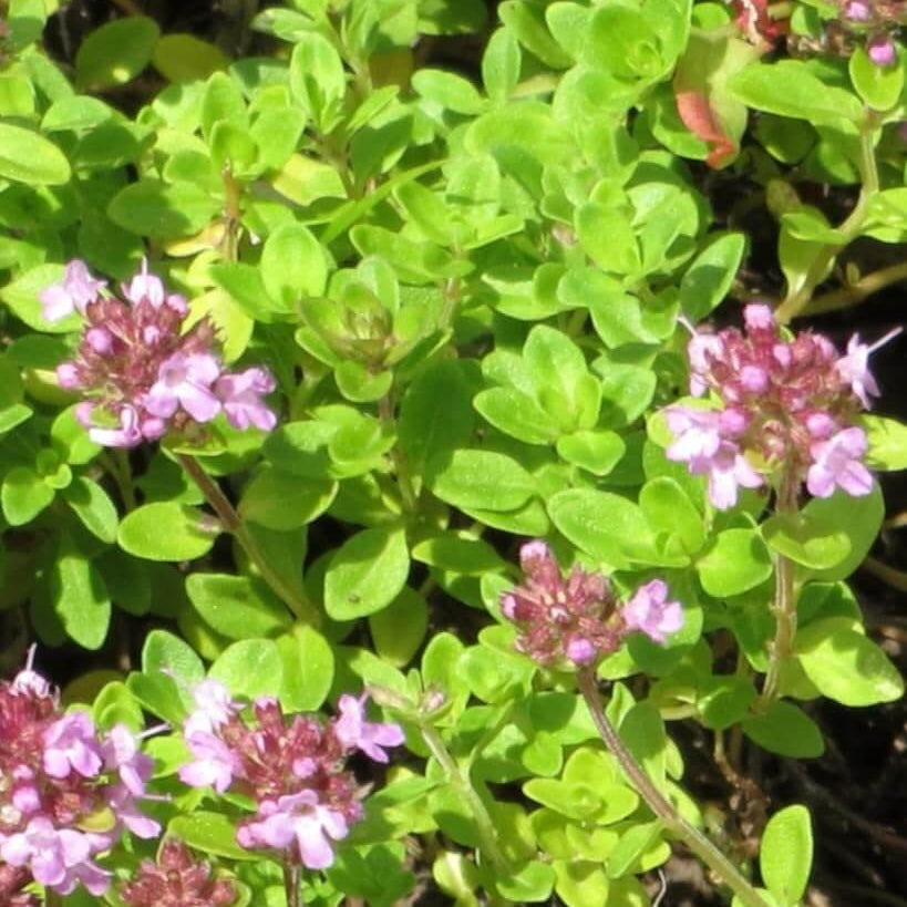 Wild Thyme Seeds - Flower Plant
