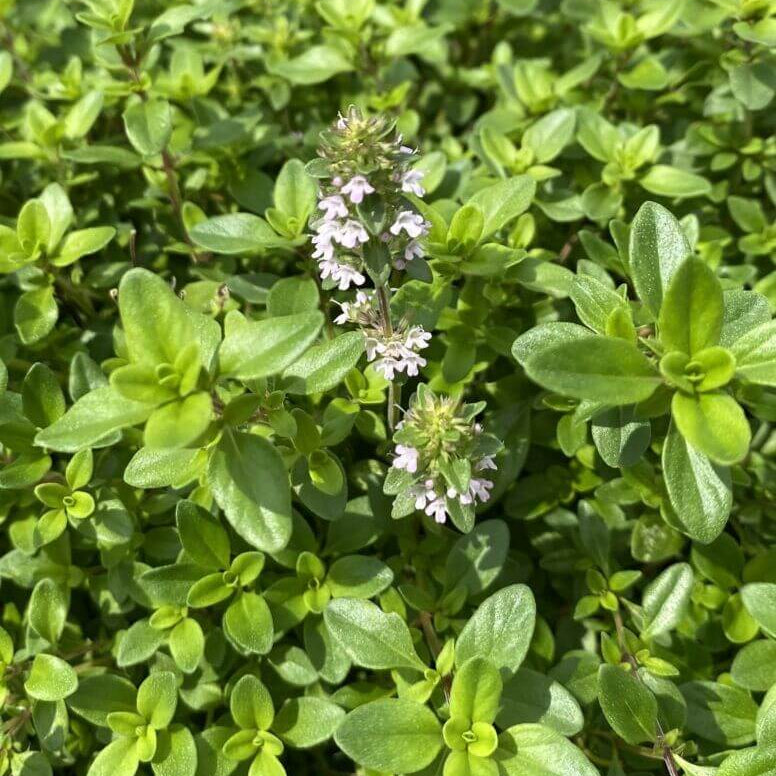 Wild Thyme Seeds - Flower Plant