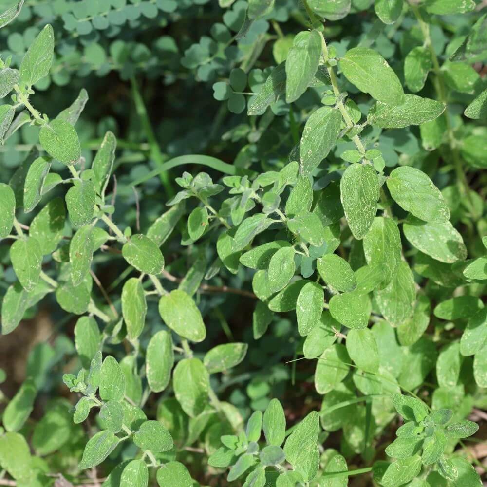 Wild Thyme Seeds - Flower Plant