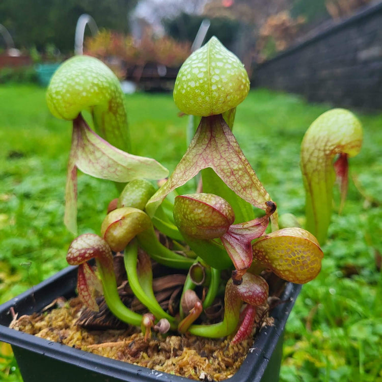 Wild Type Darlingtonia Seeds