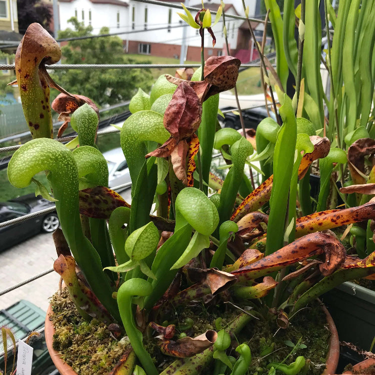 Wild Type Darlingtonia Seeds