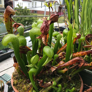Wild Type Darlingtonia Seeds