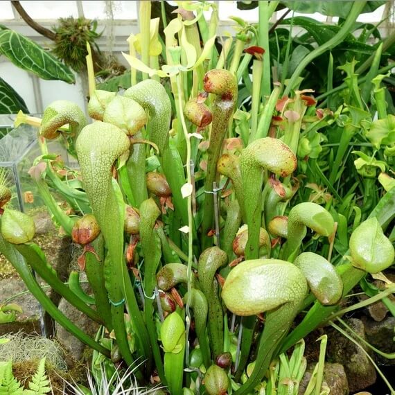 Wild Type Darlingtonia Seeds
