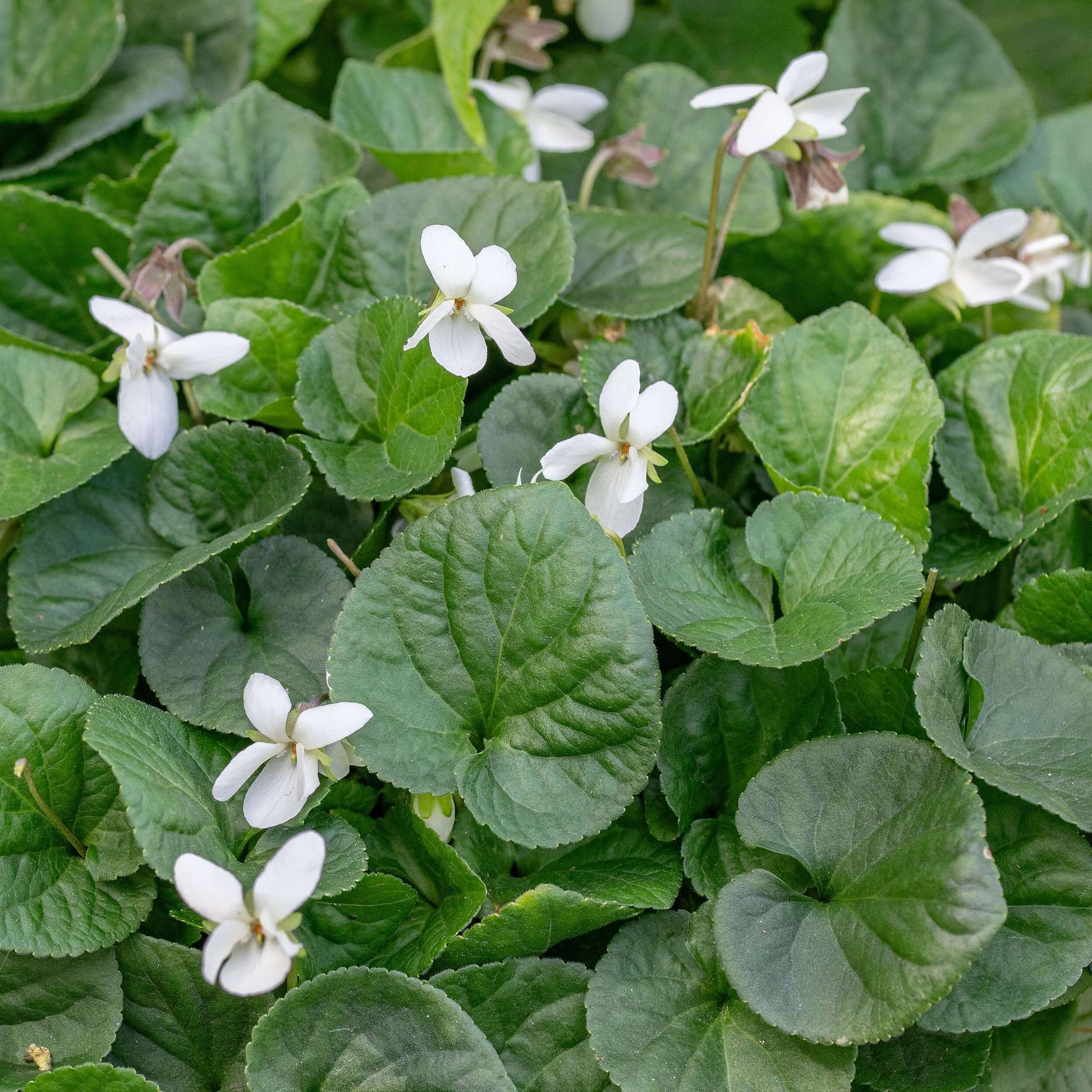 Wild Violet Seeds