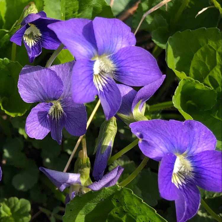 Wild Violet Seeds