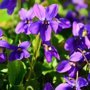 Wild Violet Seeds