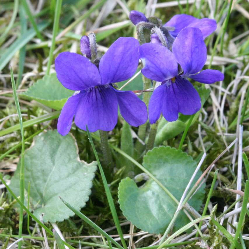 Wild Violet Seeds