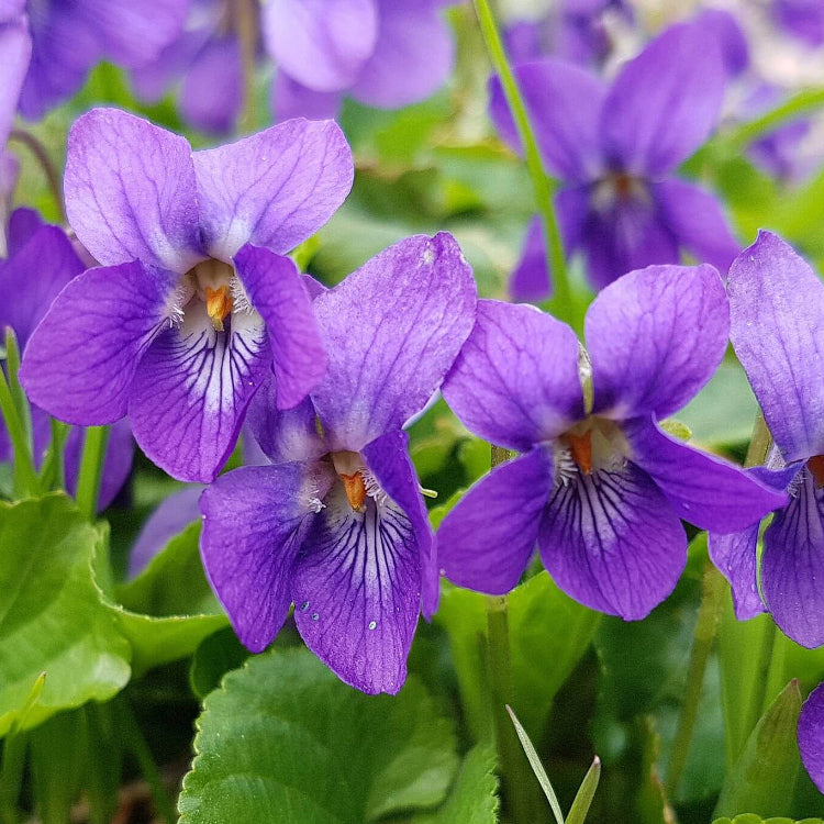 Wild Woodland Violet Seeds