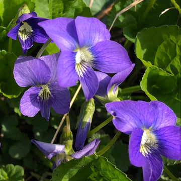 Wild Woodland Violet Seeds