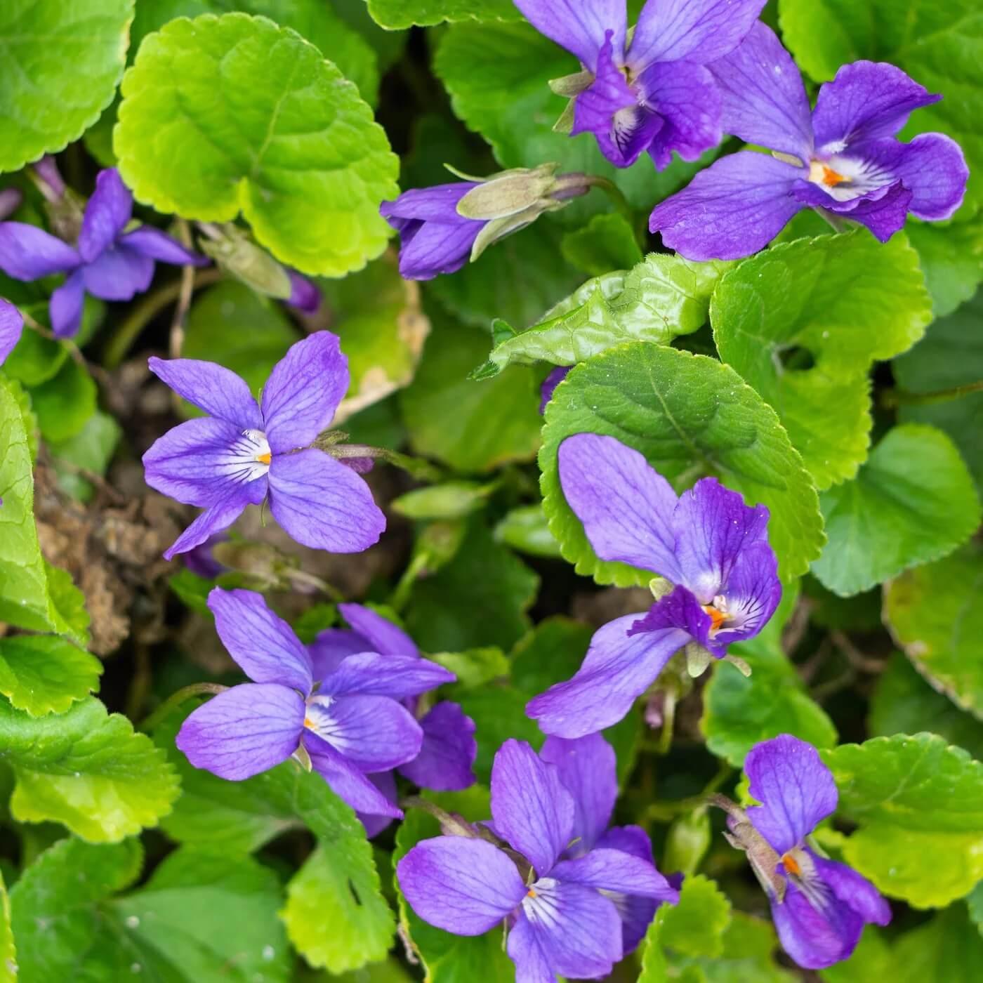 Wild Woodland Violet Seeds