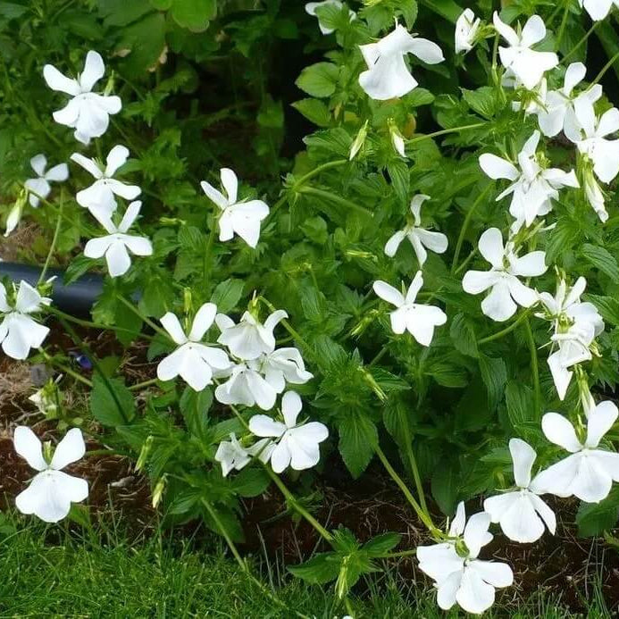 Wild Woodland Violet Seeds