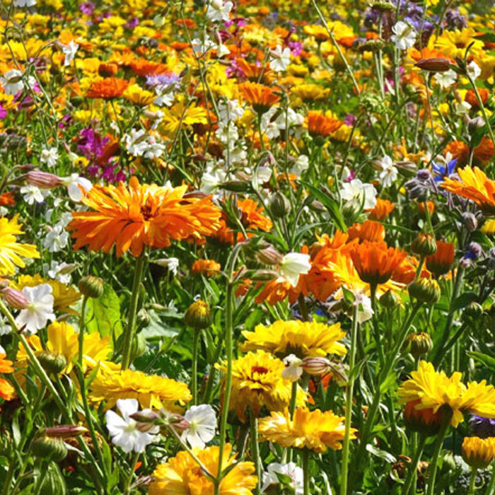 Wildflower Seeds - Mix for Birds, Bees & Butterflies