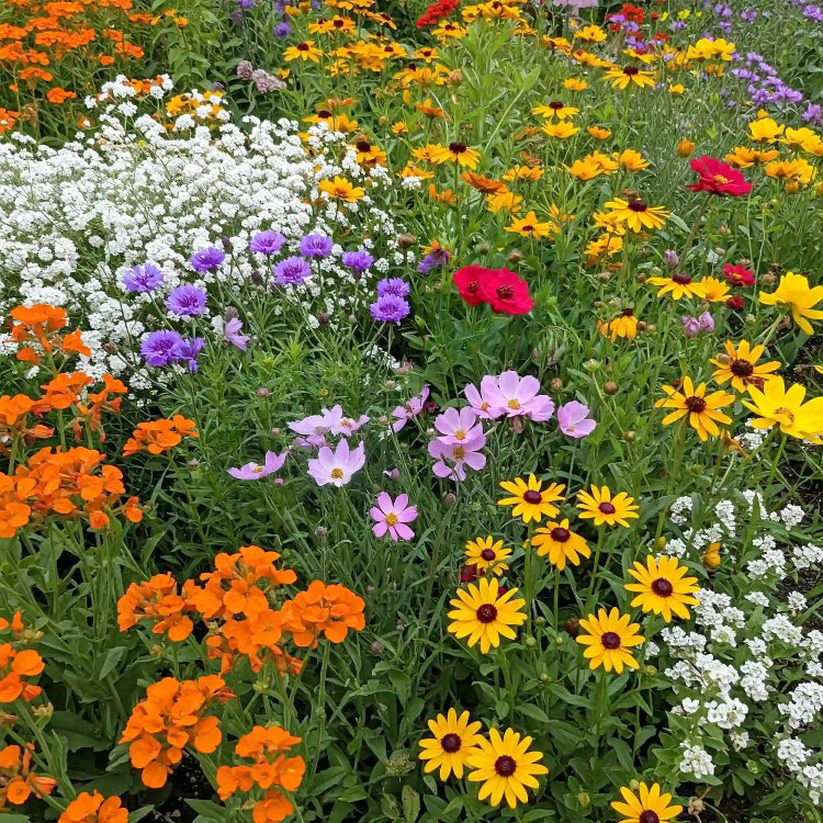 Wildflower Seeds - Deer Resistant Mix