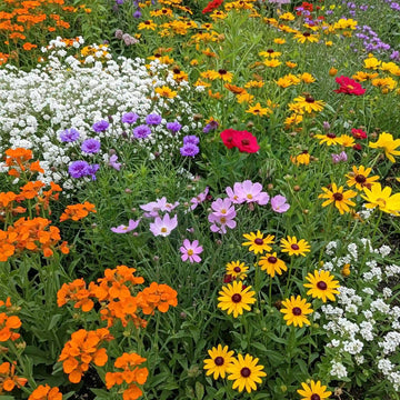Wildflower Seeds - Deer Resistant Mix