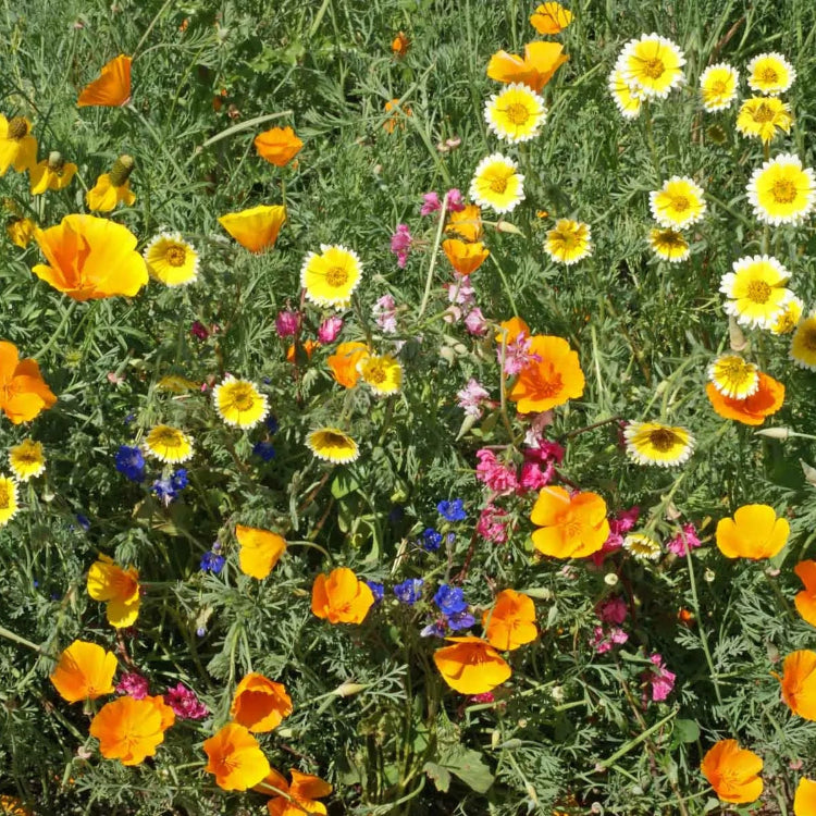 Wildflower Seeds - Southwest Mix
