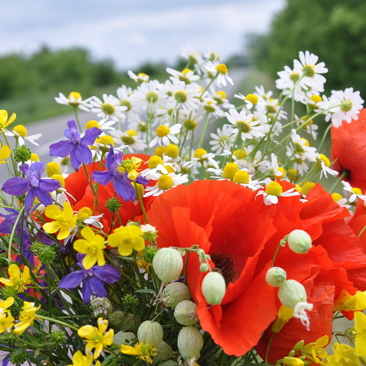 Wildflower Seeds – All In One Bouquet Mix