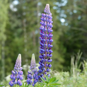 Wildflower Blue Lupine Seeds