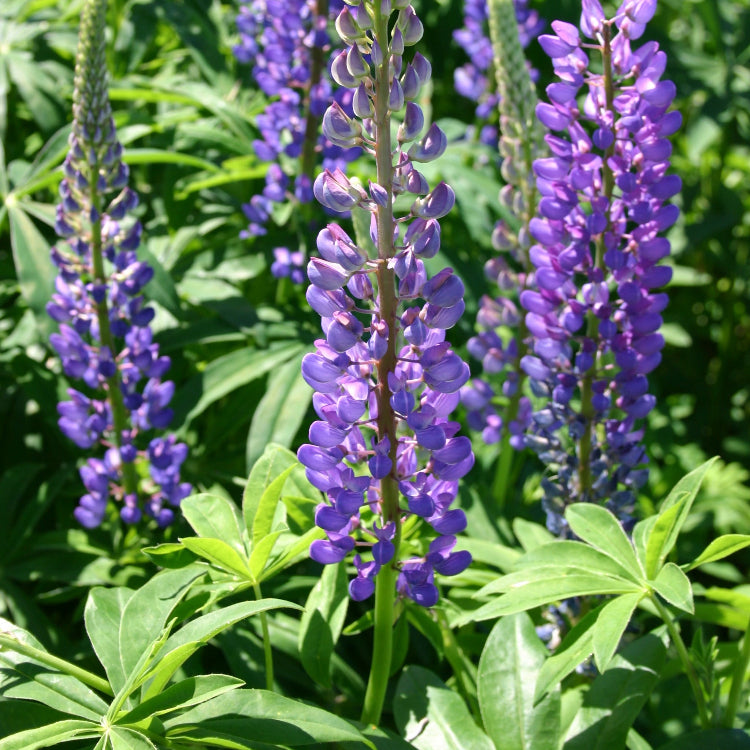 Wildflower Blue Lupine Seeds
