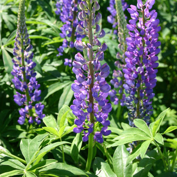 Wildflower Blue Lupine Seeds