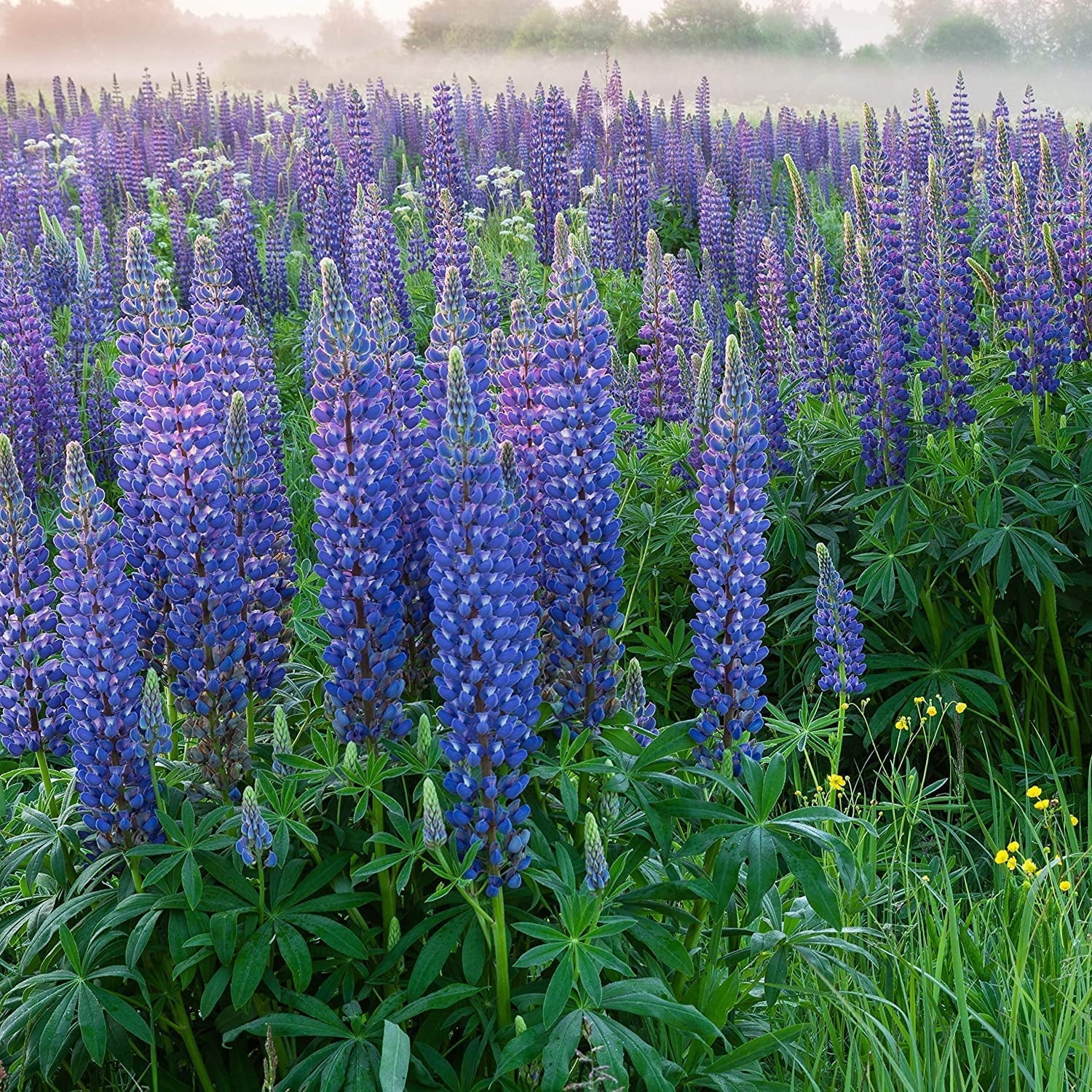 Wildflower Blue Lupine Seeds