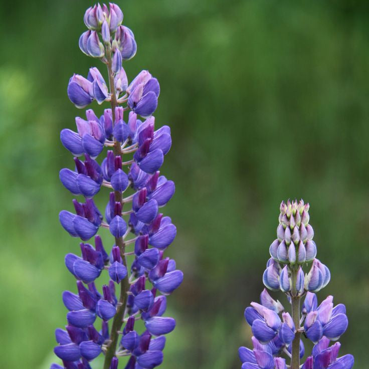 Wildflower Blue Lupine Seeds