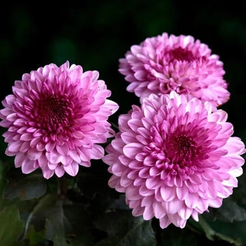Wildflower Chrysanthemum Seeds Light Pink Green