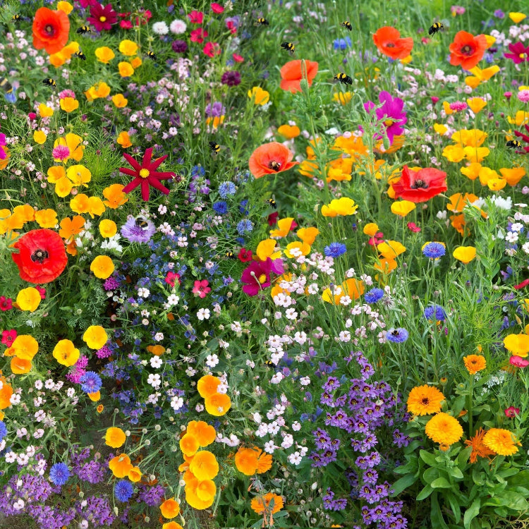 Wildflower Seeds – Deer Proof

