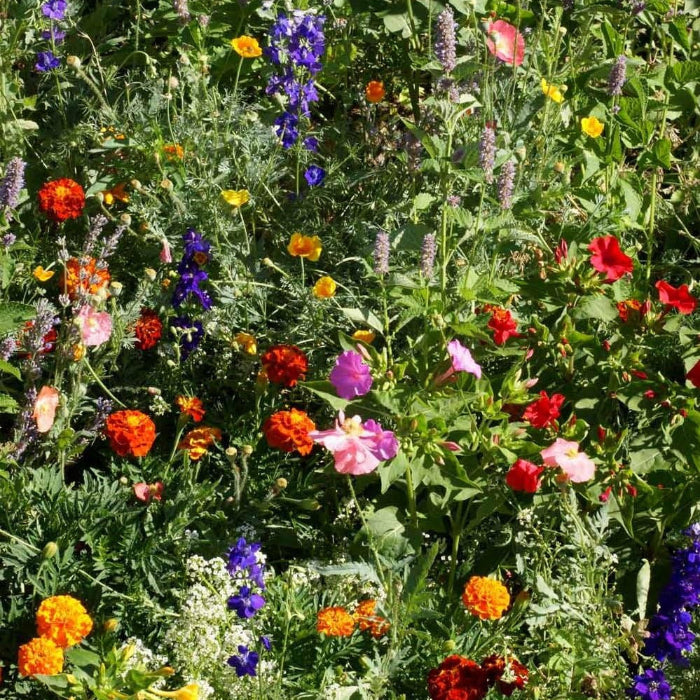 Wildflower Seeds – Deer Proof
