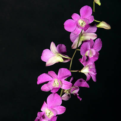 Wildflower Dendrobium Seeds