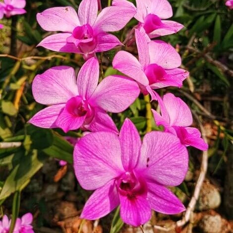 Wildflower Dendrobium Seeds
