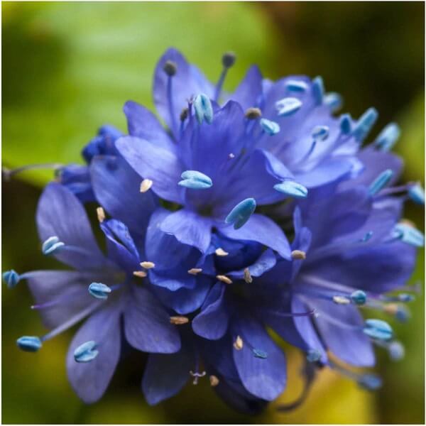 Wildflower Gilia Capitata Seeds
