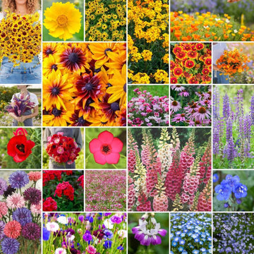 Wildflower Seeds – Heirloom Mix