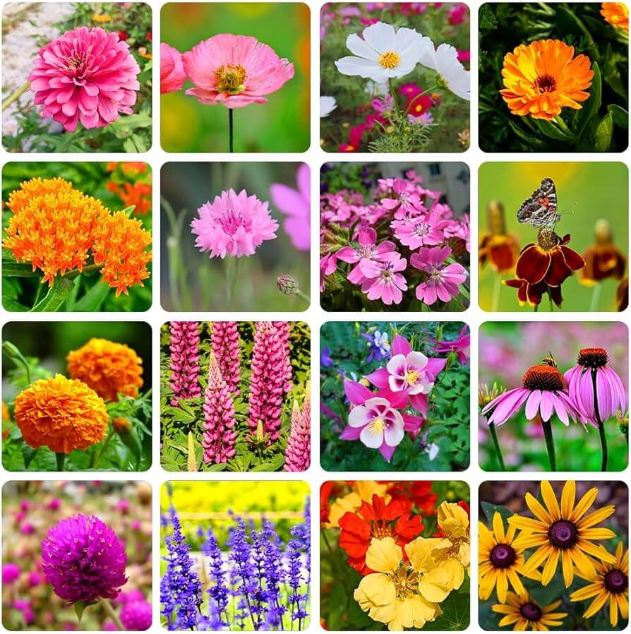 Wildflower Seeds – Heirloom Mix