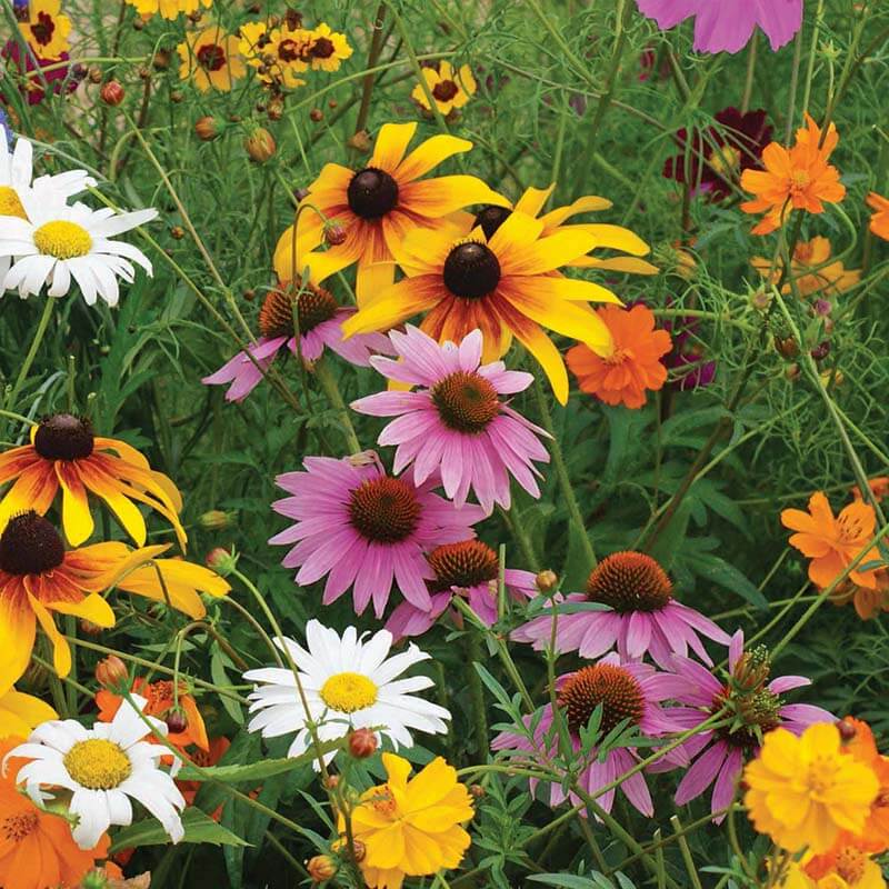 Wildflower Seeds – Meadow Heirloom Mix