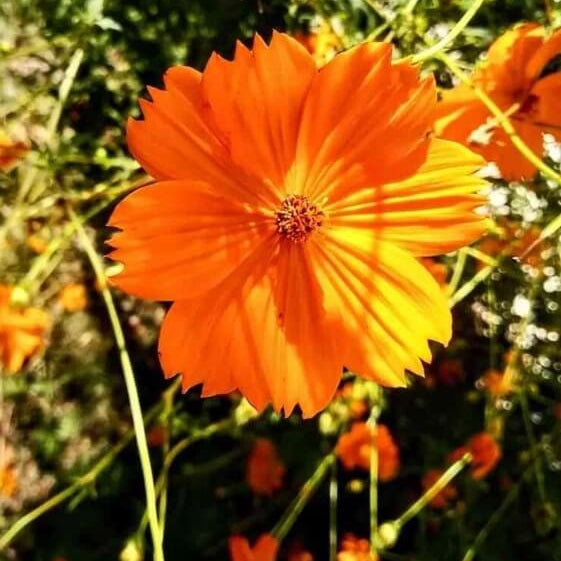 Wildflower Meadow Kit