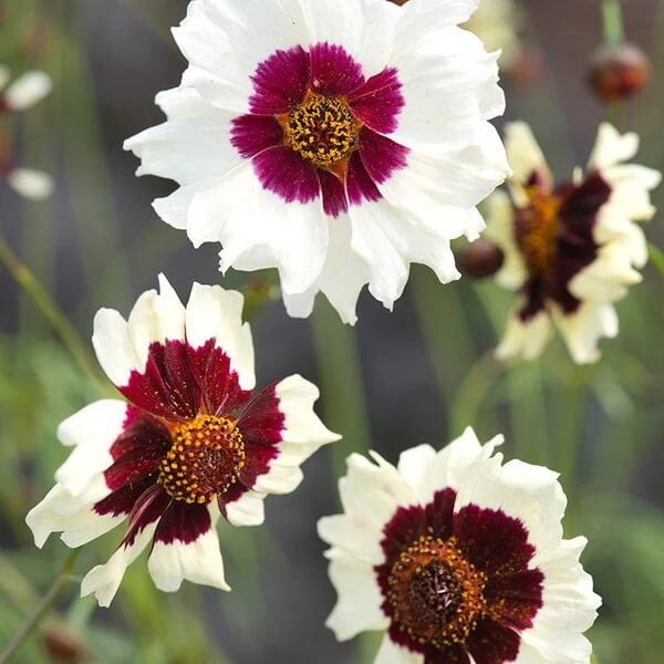 Wildflower Meadow Kit