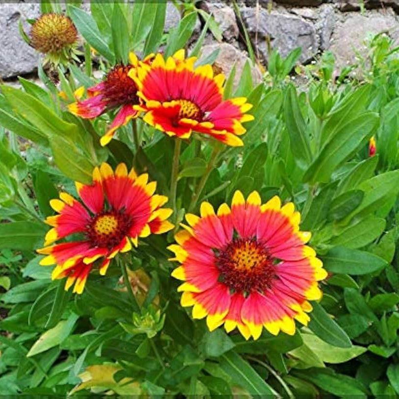 Wildflower Meadow Kit