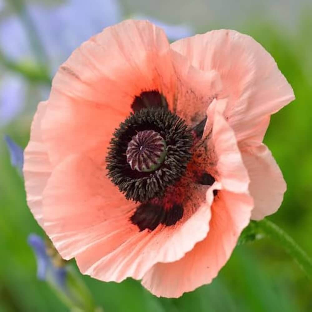 Wildflower Meadow Kit