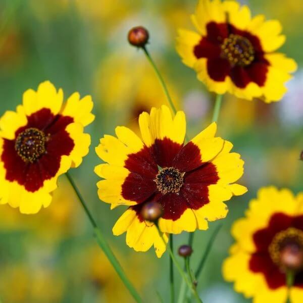 Wildflower Meadow Kit